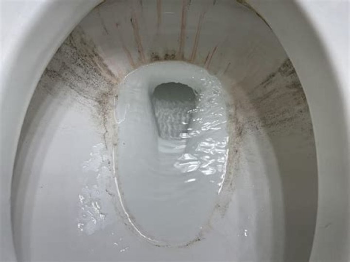 Can mold in toilet make you sick?