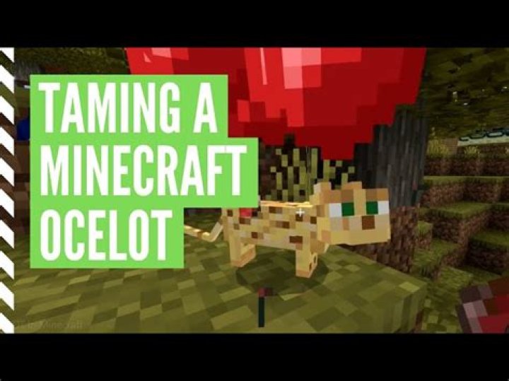 Can ocelots still be tamed?