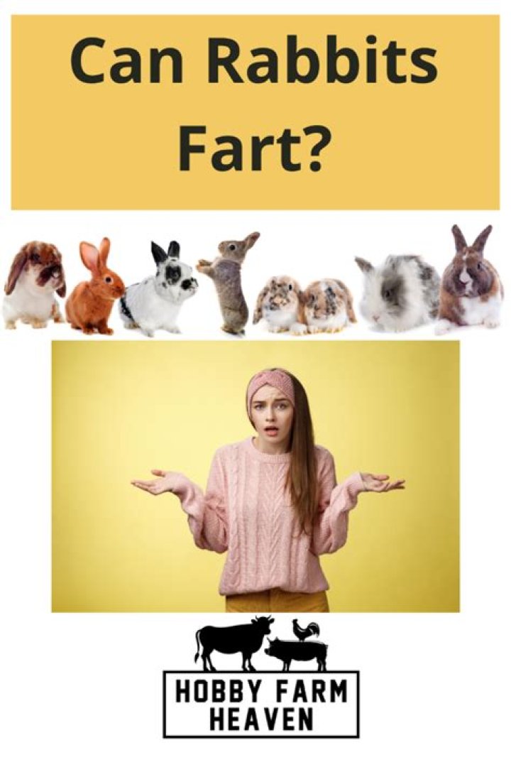 Can rabbits fart?