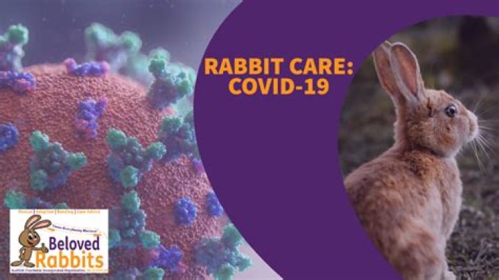 Can rabbits get COVID-19?