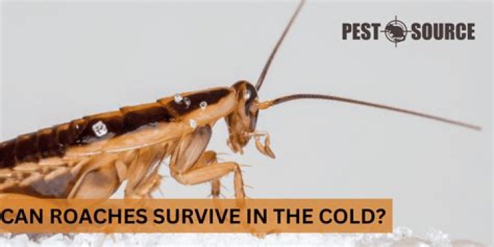 Can roaches survive being smashed?