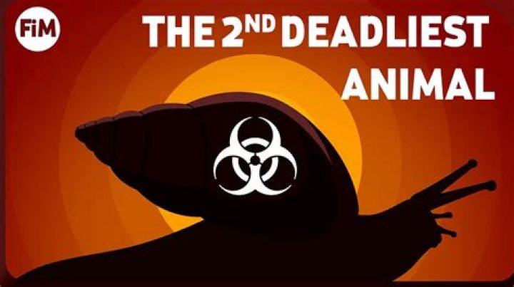 Can snails recognize humans?