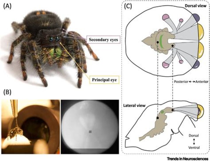 Can spiders understand human language?
