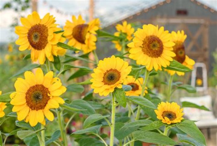Can sunflowers grow in shade?