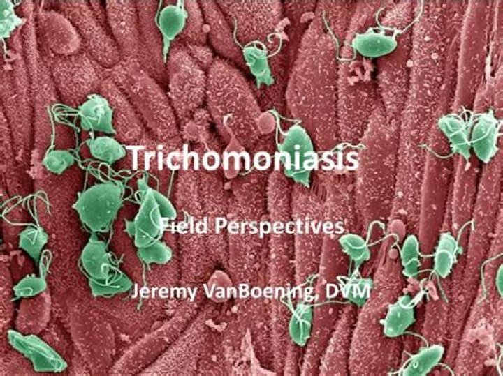 Can trichomoniasis live on skin?