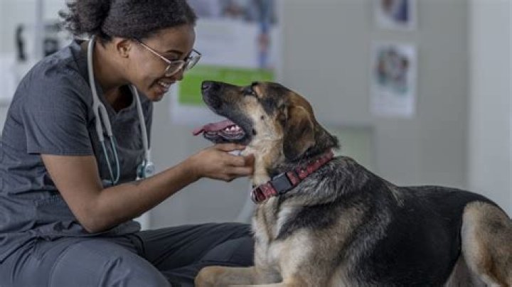 Can veterinarians work abroad?