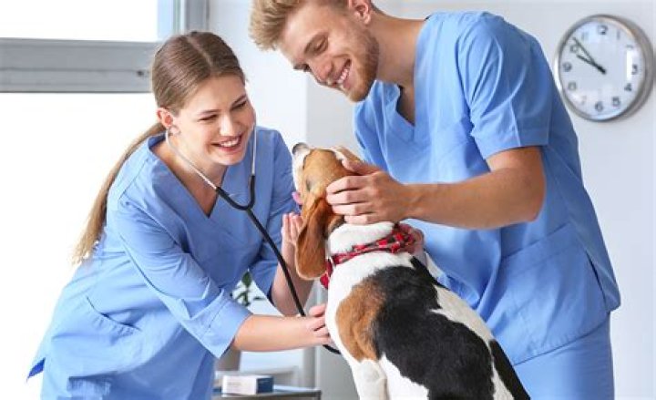 Can veterinary doctors treat humans?