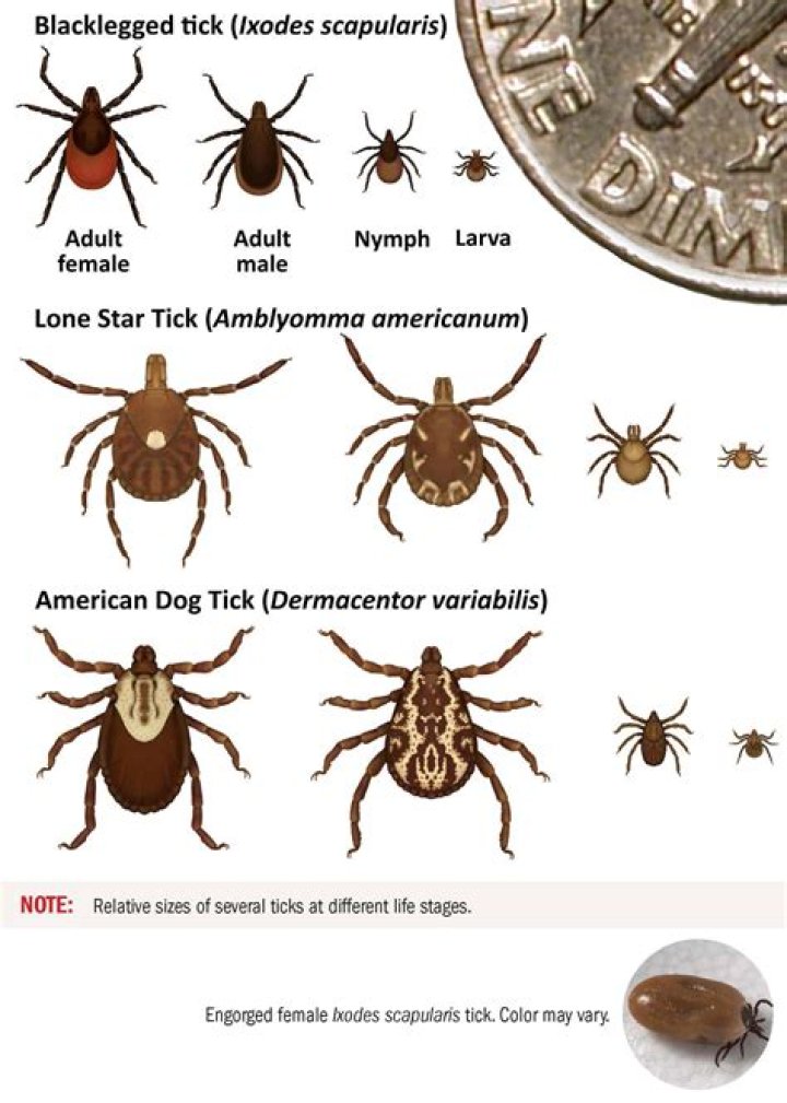 Can vets help with ticks?