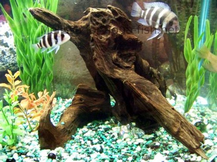 Can you bleach aquarium driftwood?