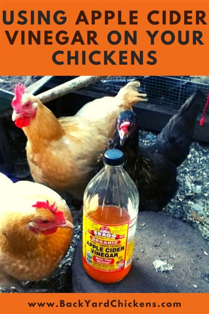 Can you give apple cider vinegar to chickens everyday?