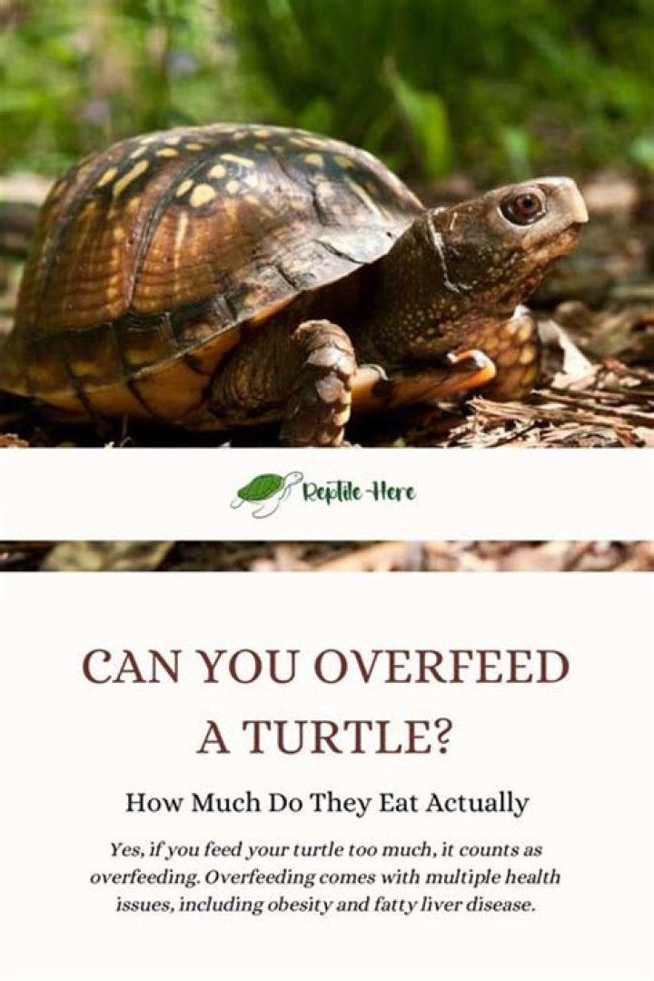 Can you overfeed a turtle?