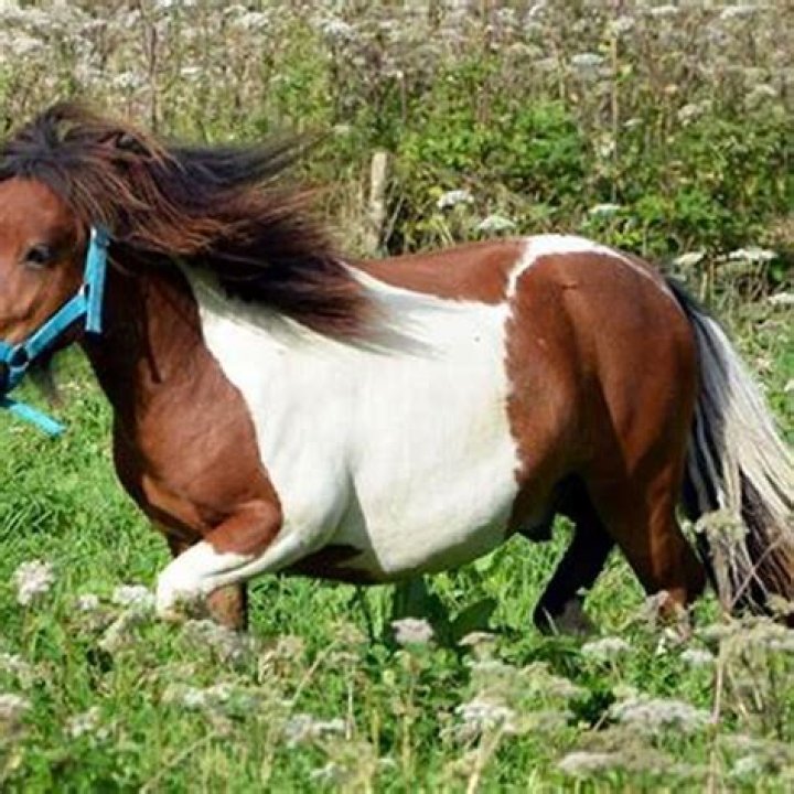 Can you pet a wild horse?