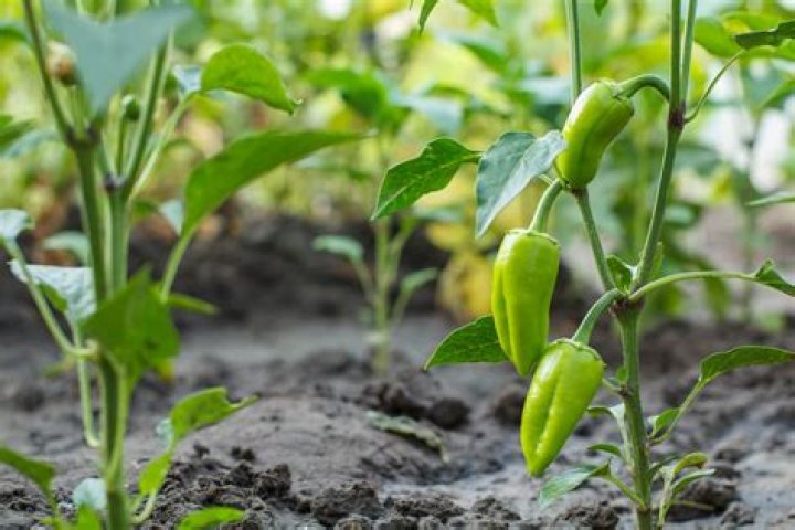 Can you plant multiple pepper plants together?