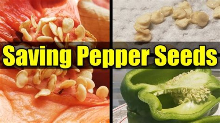 Can you save seeds from peppers?
