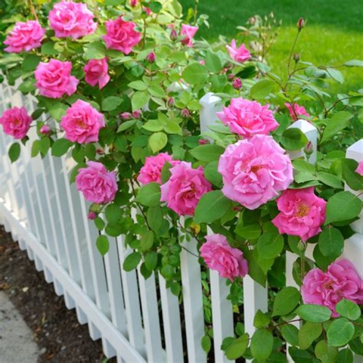 Can you send roses to a friend?