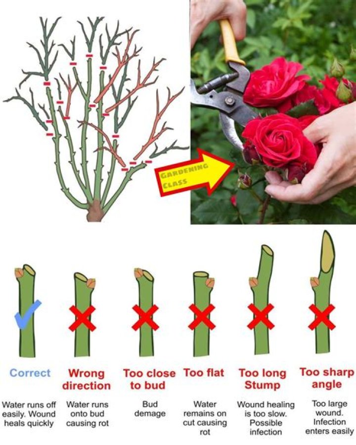 Can you start a rose of Sharon from a cutting?