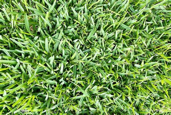 Can you use Seasol on grass?