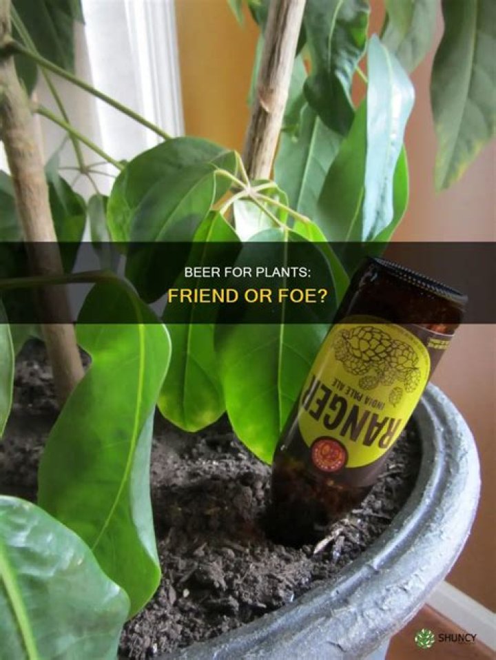 Can you water plants with beer?