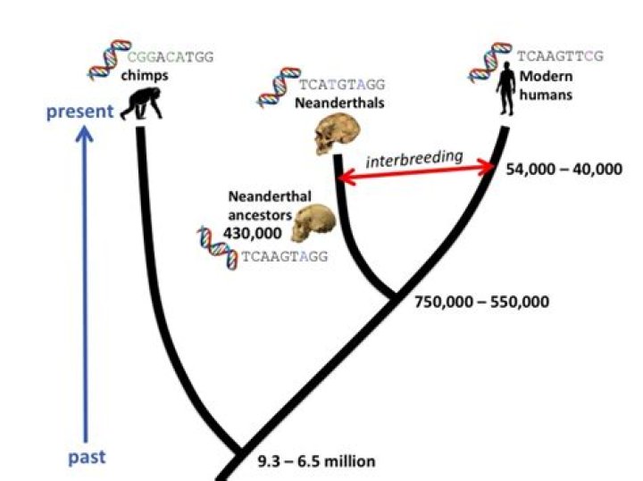 Could Neanderthals and humans breed?