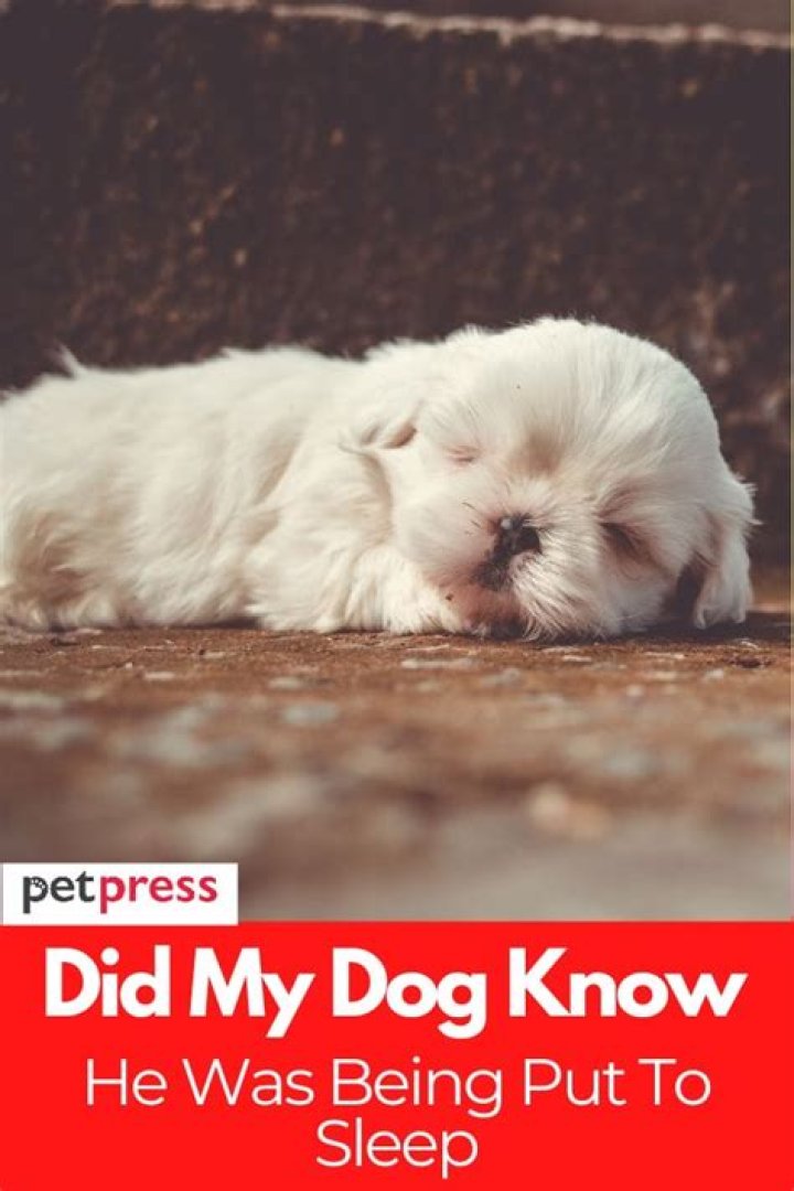 Did my dog know he was being put to sleep?