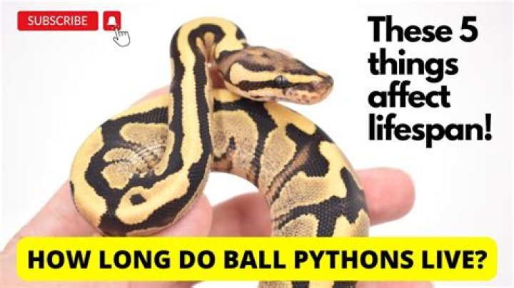Do ball pythons like to soak in water?