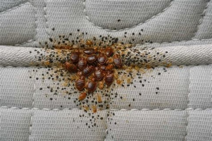 Do bed bugs like dirty clothes?