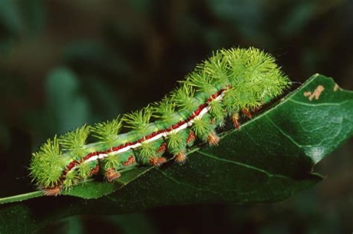 Do caterpillars have Buttholes?
