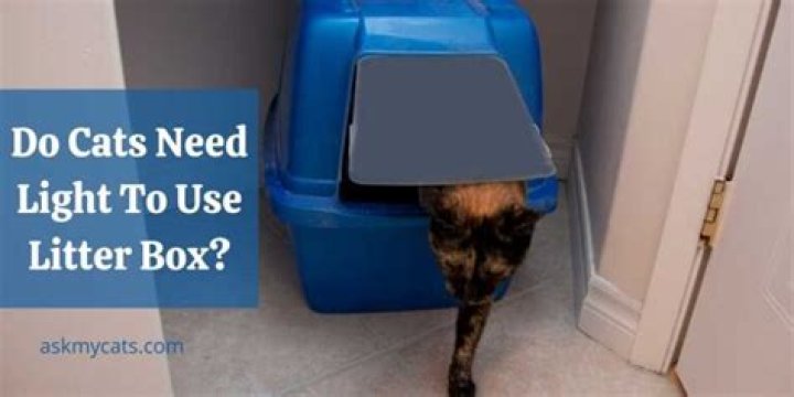Do cats need light to use litter box?