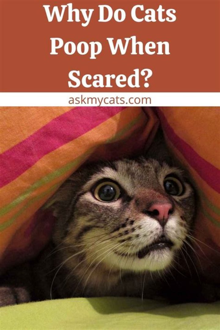 Do cats poop when scared?