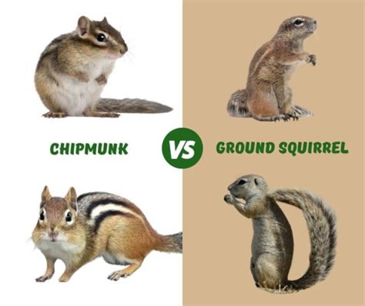 Do chipmunks and squirrels eat the same thing?