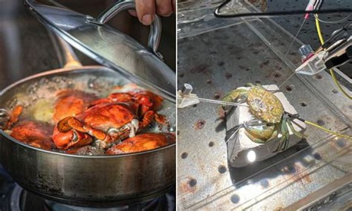 Do crabs feel being boiled alive?