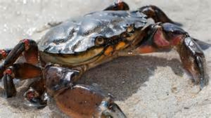 Do crabs feel pain when boiled?