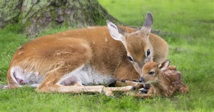 Do deer give birth alone?