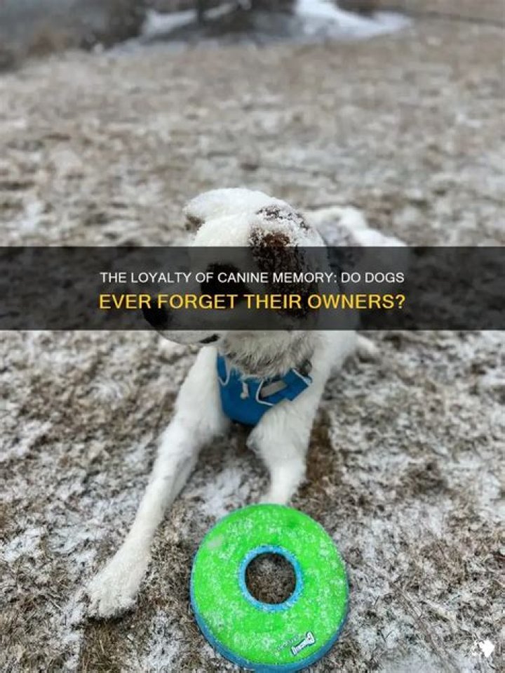 Do dogs ever forget their owners?