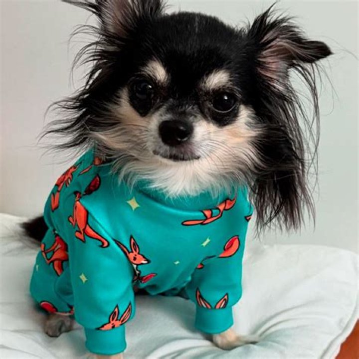 Do dogs like Pyjamas?