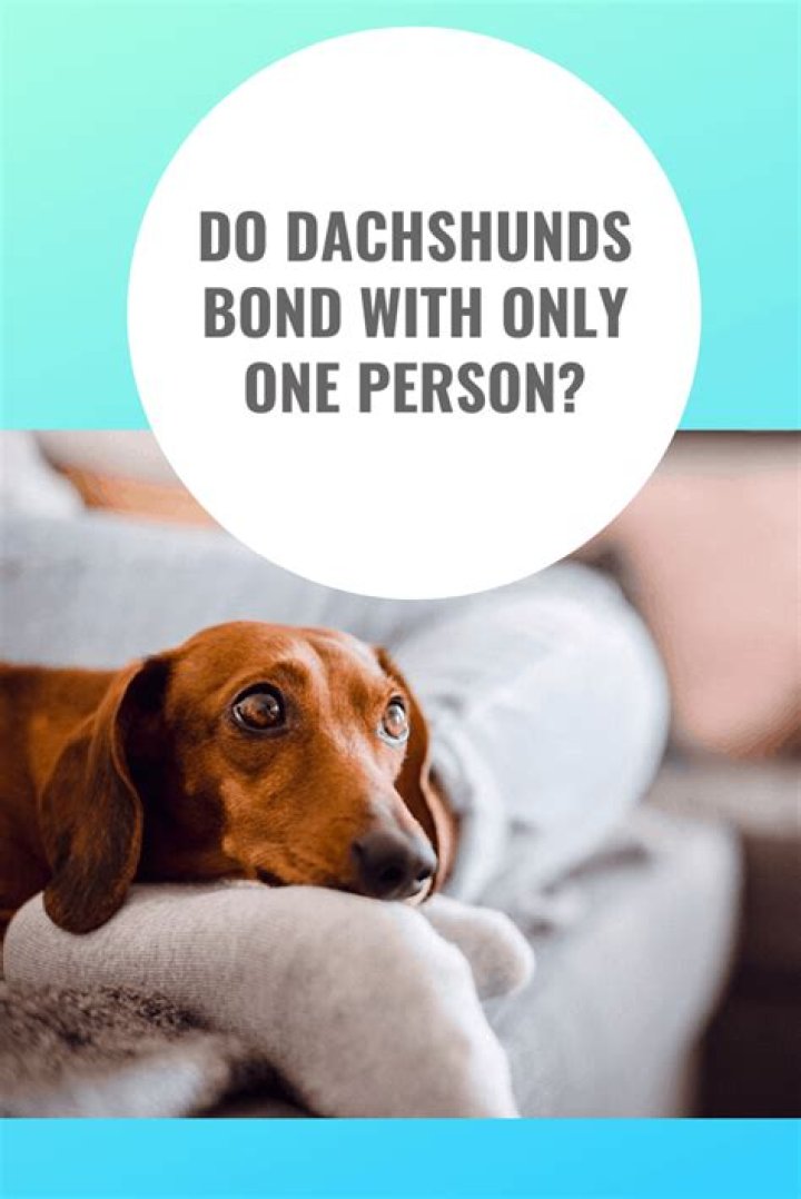 Do dogs only bond with one person?