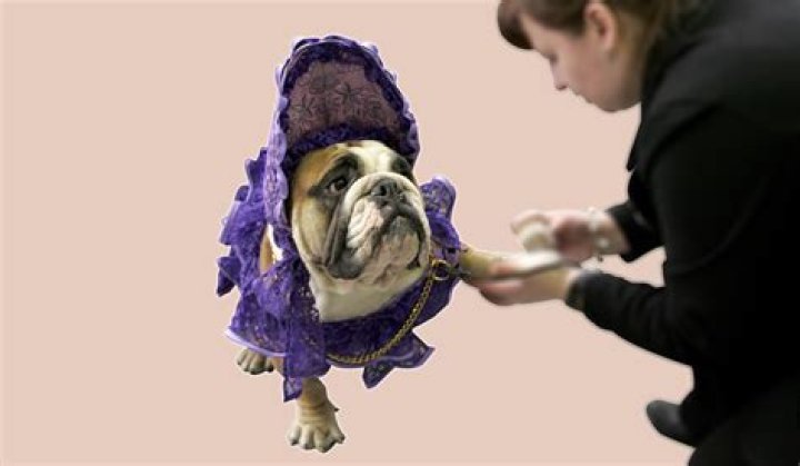 Do dogs prefer the lights on or off?