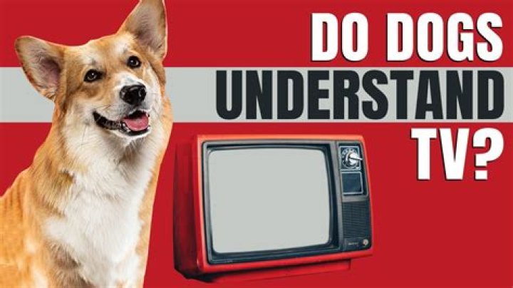 Do dogs understand TV?