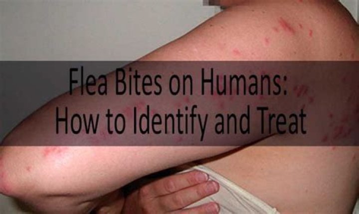 Do fleas bite at night?