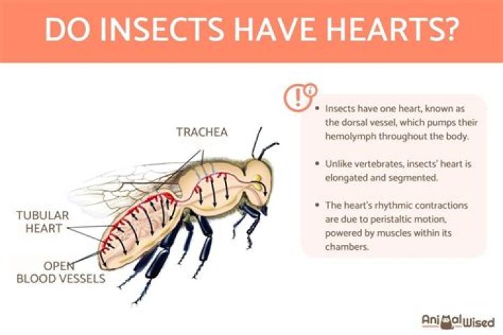 Do flies have hearts?