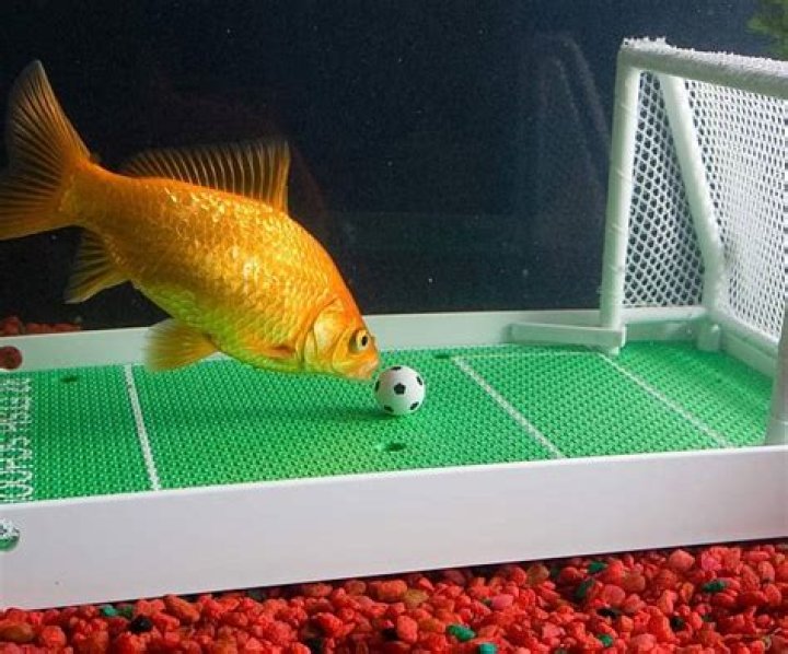 Do goldfish play with toys?