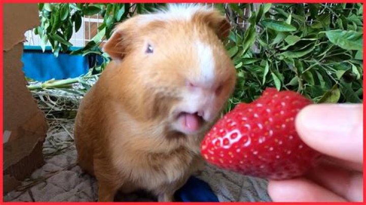 Do guinea pigs like cold or hot?