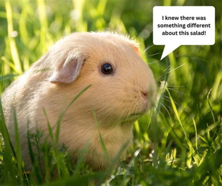 Do guinea pigs need grass?