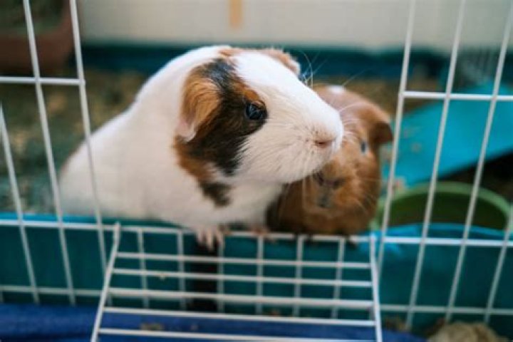 Do guinea pigs need pellets all the time?