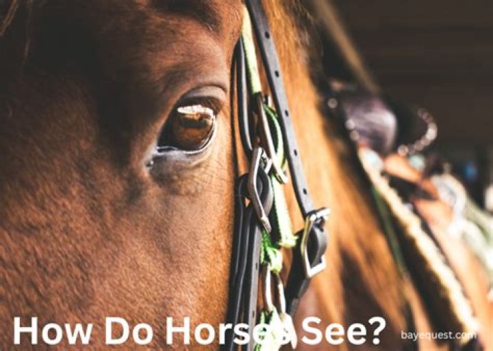Do horses like eye contact?