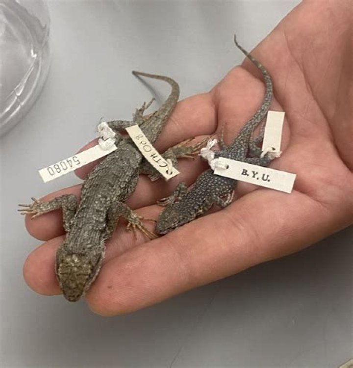 Do lizards recognize humans?