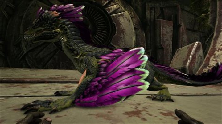 Do Maewings feed rock Drakes?