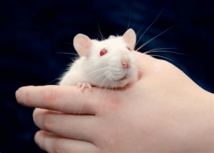 Do mice like to be held?