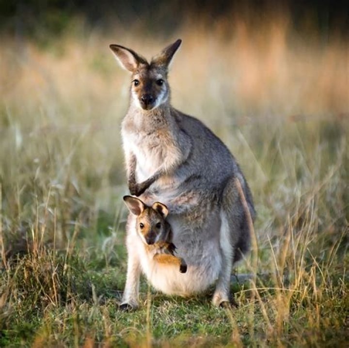 Do mother kangaroos sacrifice their babies?