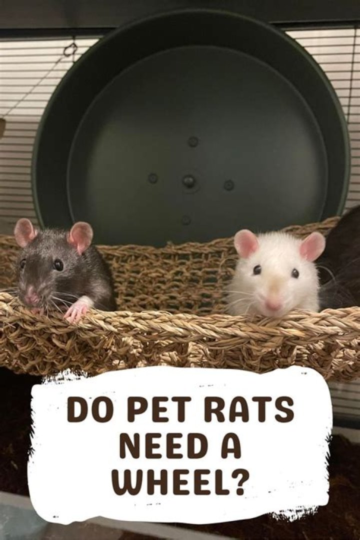 Do pet rats need shots?